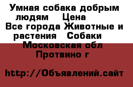 Умная собака добрым людям. › Цена ­ 100 - Все города Животные и растения » Собаки   . Московская обл.,Протвино г.